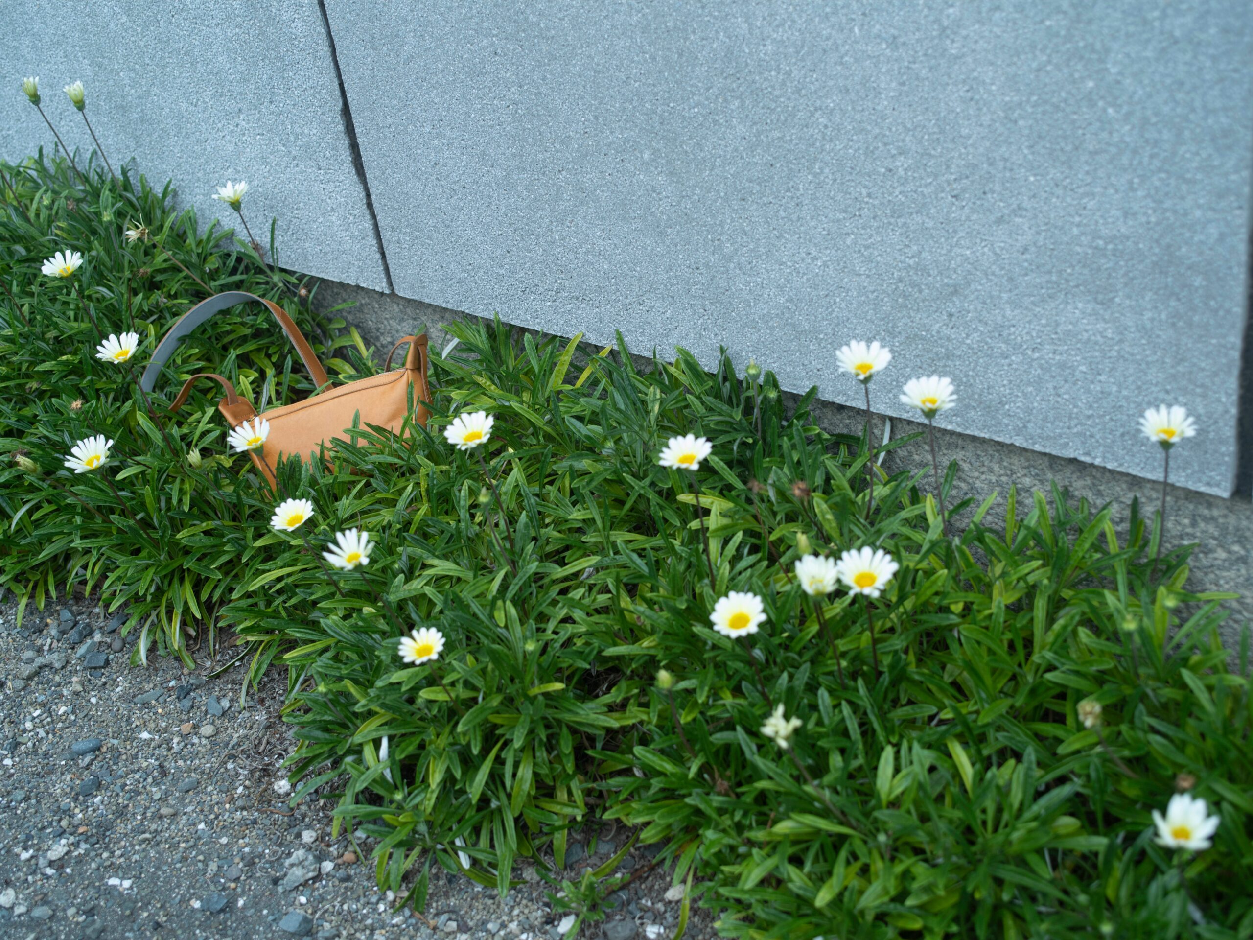 春の兆しとともに、シボ革来る。